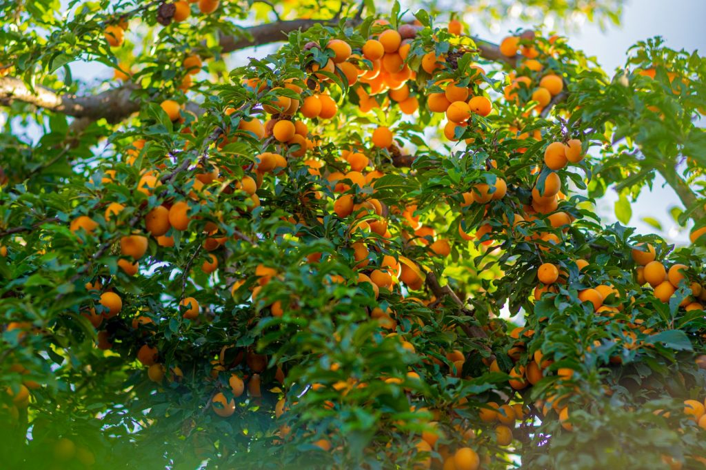 conseils pour la plantation et l'entretien des arbres fruitiers