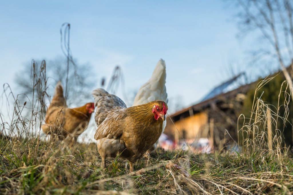 Installer des poules dans son jardin